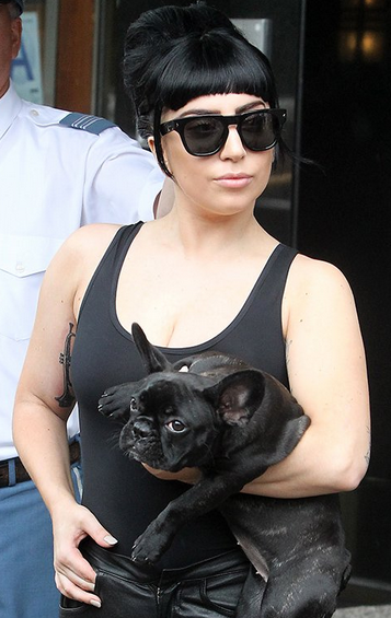 Леди Гага разозлила организацию PETA